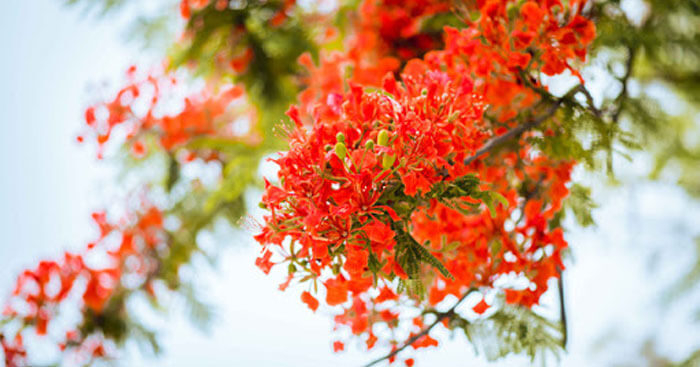 Nỗi nhớ tháng 5