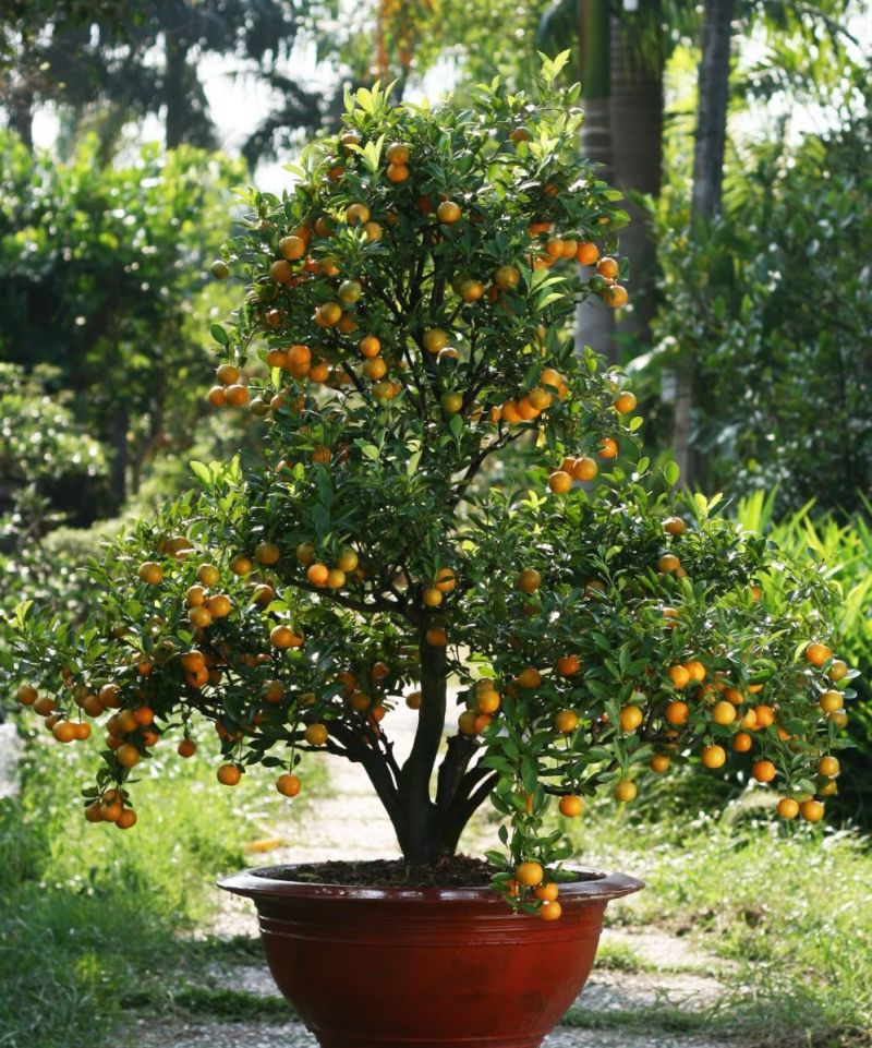 Bài văn tham khảo số 8