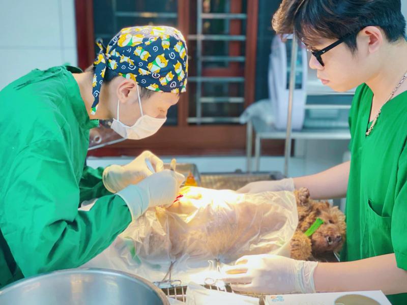 Bệnh viện thú y Mỹ Đình