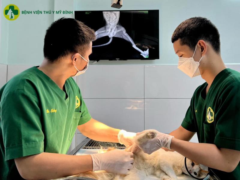 Bệnh viện thú y Mỹ Đình