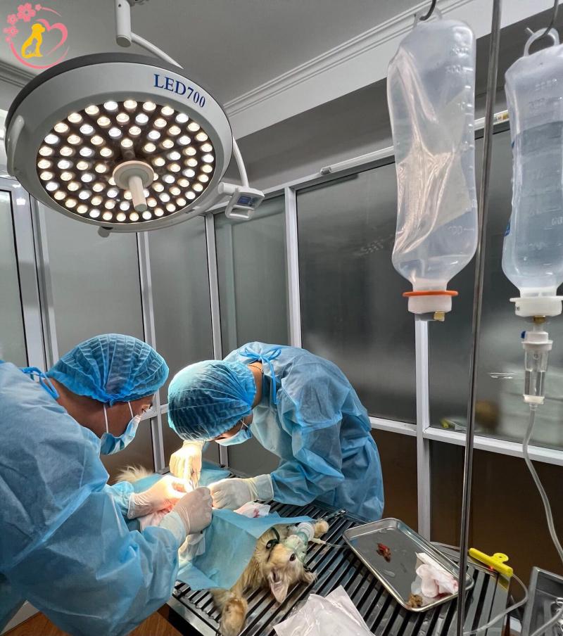 Phòng Khám Thú y SAKURA