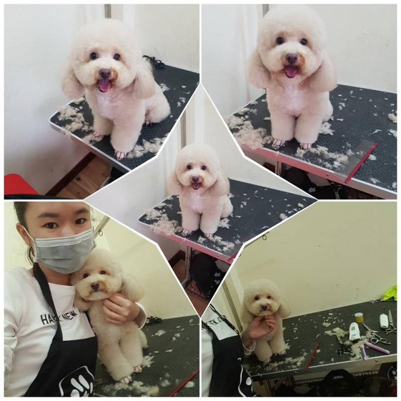 Phòng khám thú y TD PetCare