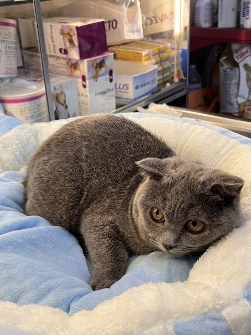 Phòng Khám Thú Y Pet Vet Phòng Khám Thú Y Pet Vet