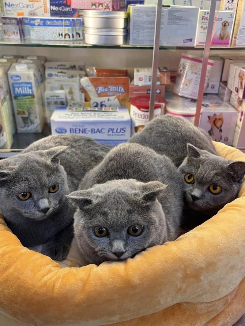 Phòng Khám Thú Y Pet Vet Phòng Khám Thú Y Pet Vet