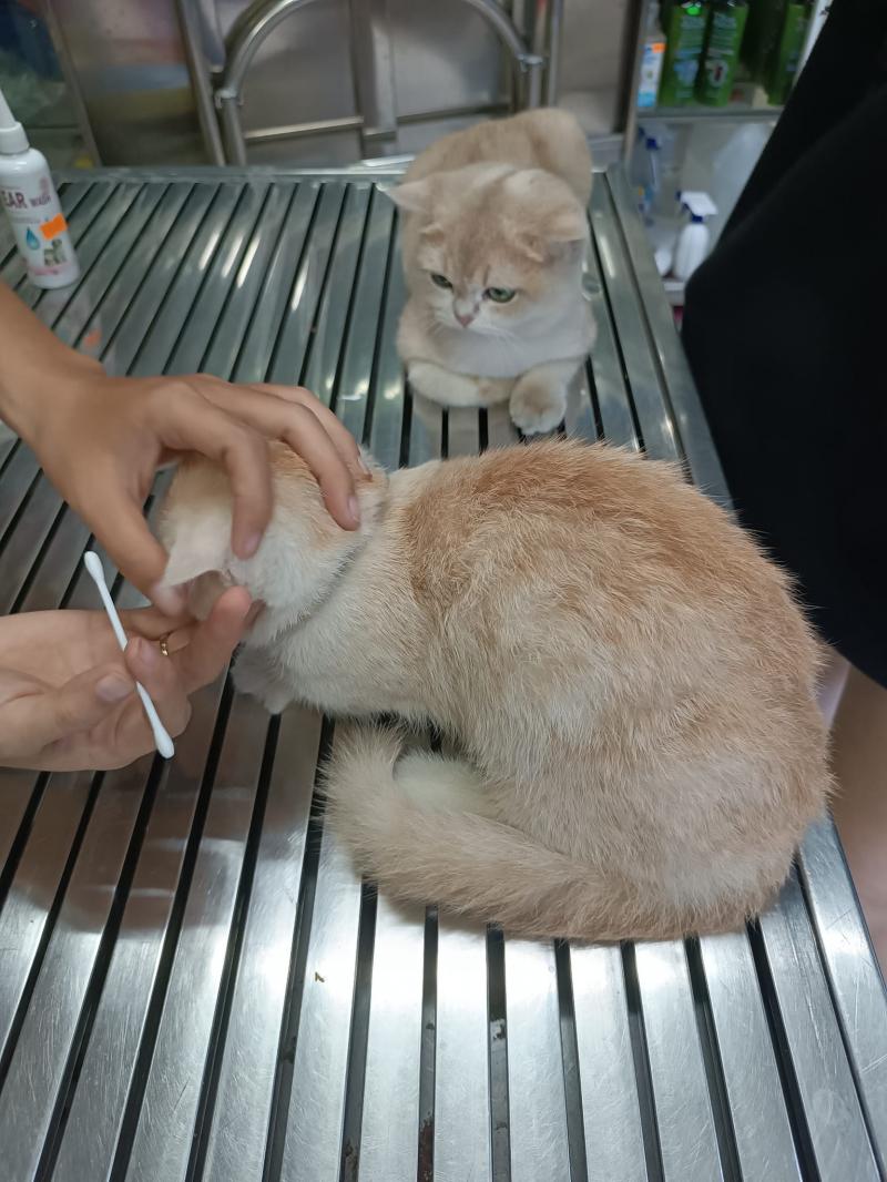 Phòng khám thú y 199 Quận 6