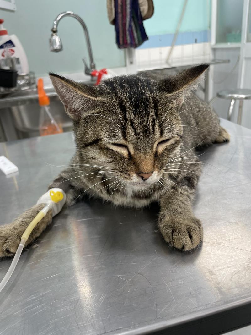 Phòng khám thú y 651