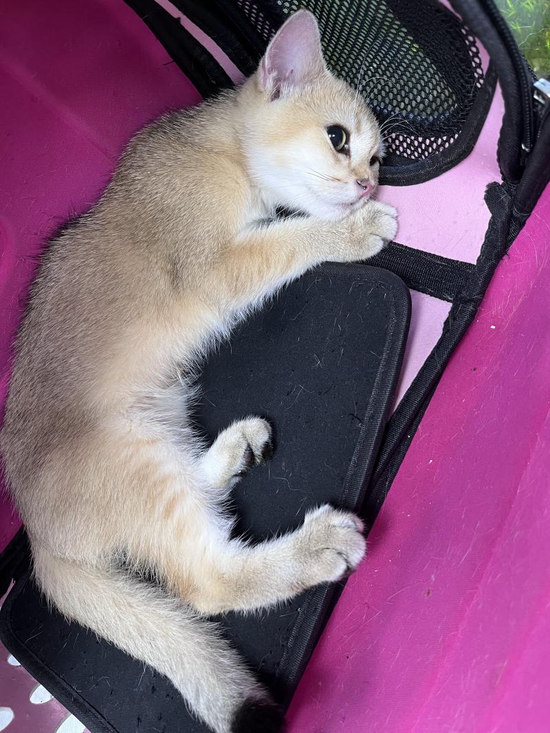 Phòng khám thú y 651