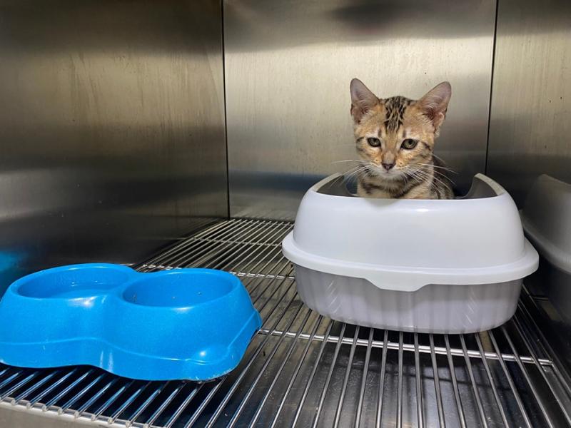 Phòng khám thú y Life Pet Vet