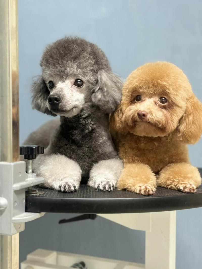 Phòng khám thú y Life Pet Vet