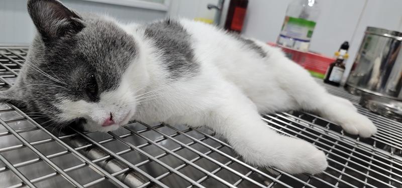 Phòng khám thú y Quang Vinh