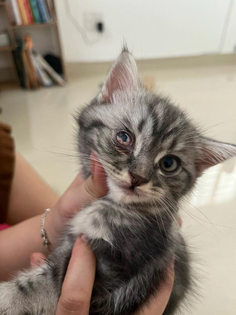 Phòng khám thú y Thanh Kỳ Vet