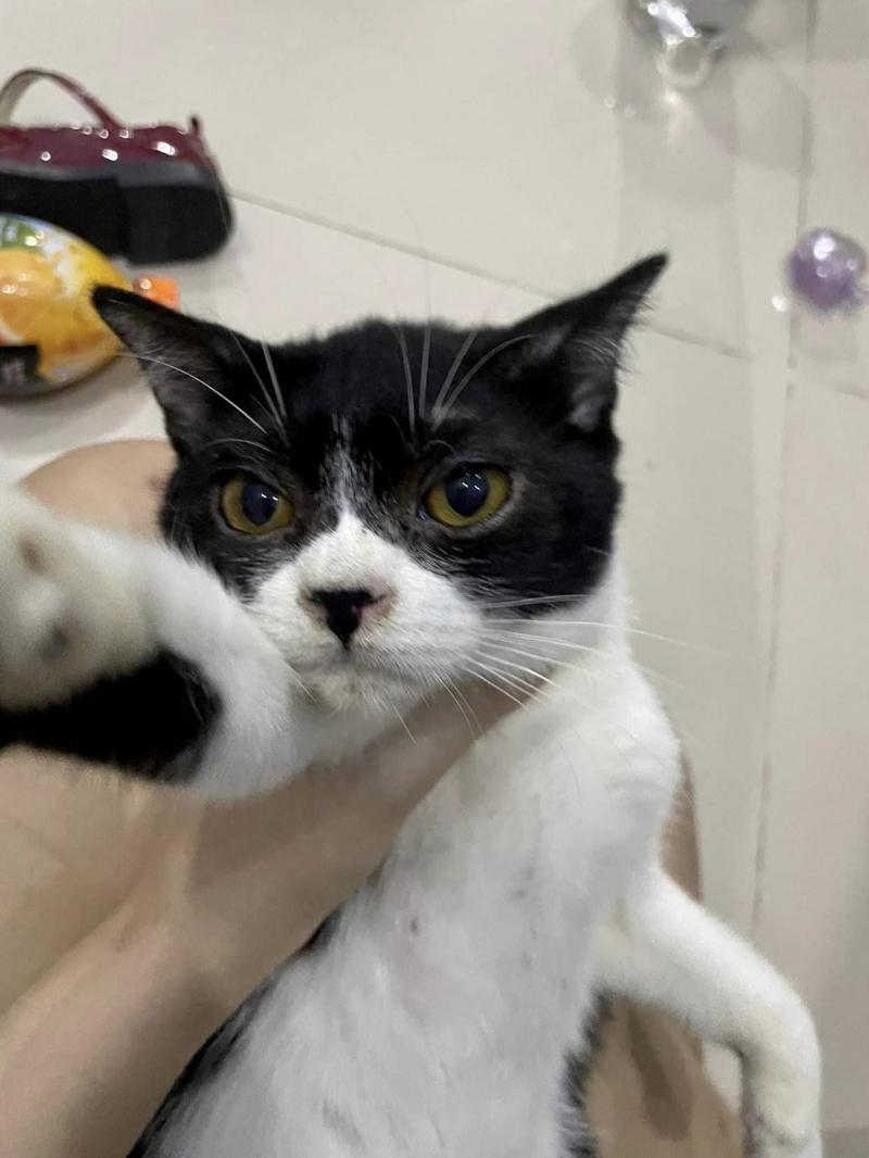 Phòng khám thú y Thanh Kỳ Vet