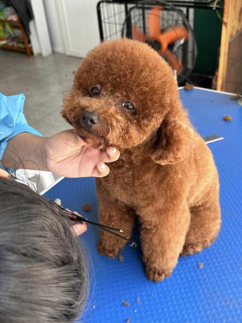 Phòng khám thú y Zoro Pet