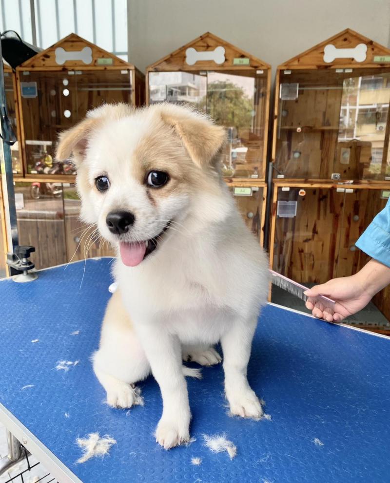 Phòng khám thú y Zoro Pet