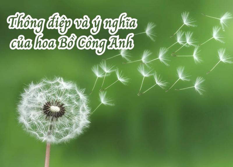 Dẫn chứng nghị luận xã hội về hoa bồ công anh