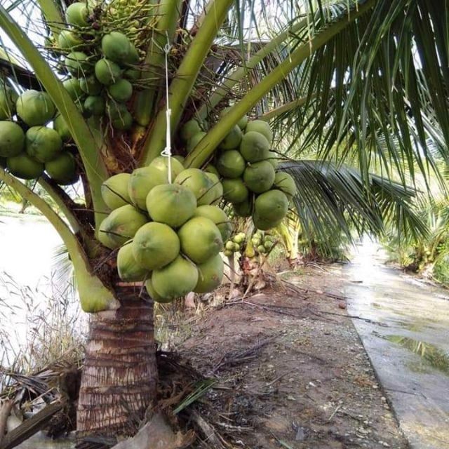 Đưa em về Bến Tre