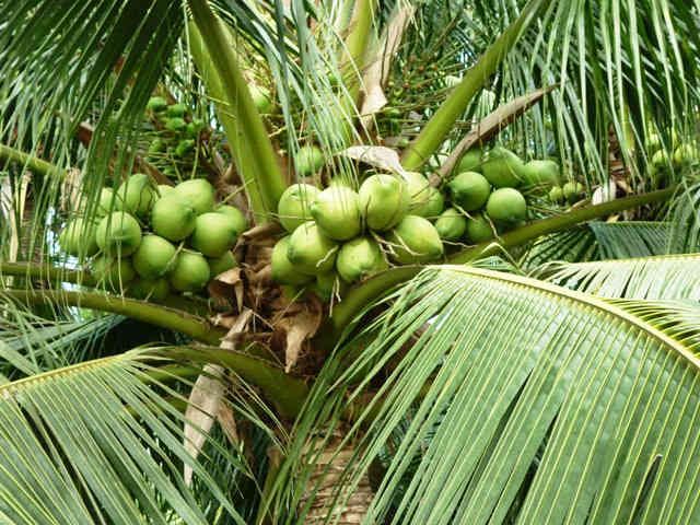Đưa em về Bến Tre