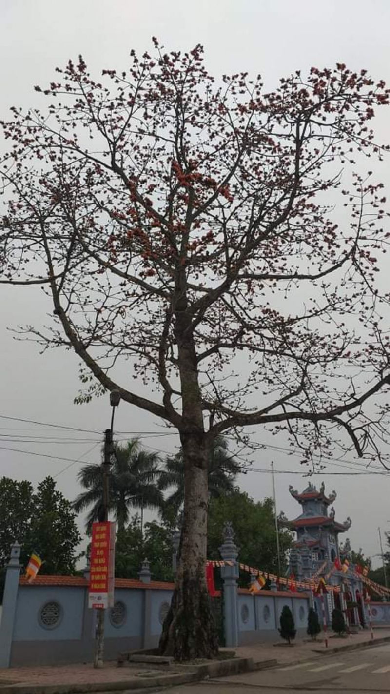 HOA GẠO PHỐ PHƯỜNG