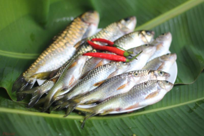 Cá suối nấu măng le