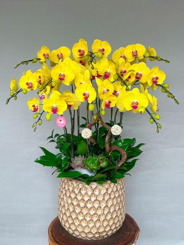 Cây hoa lan hồ điệp