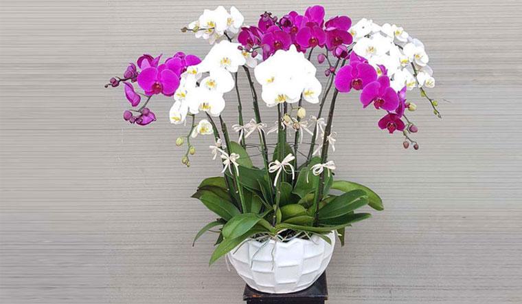 Cây hoa lan hồ điệp