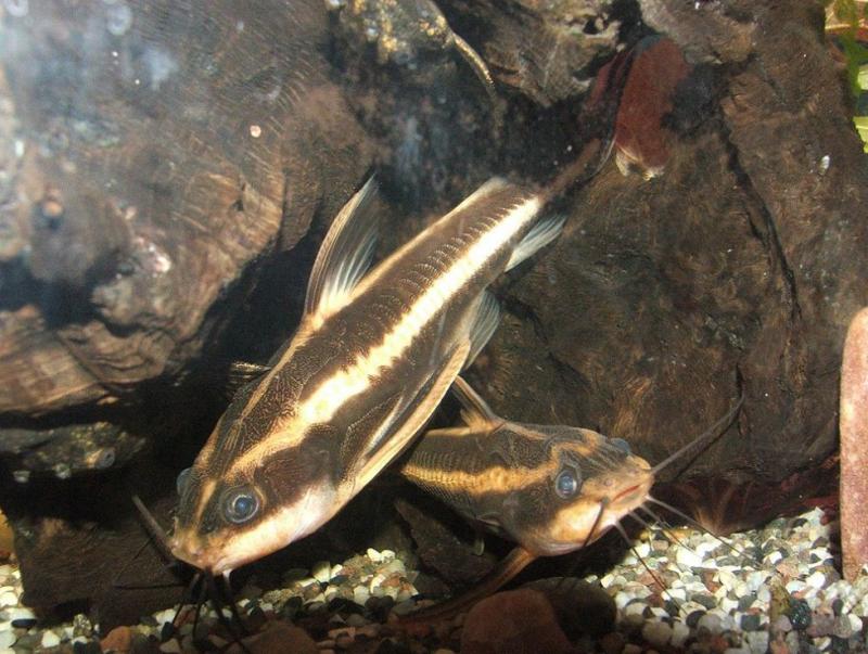 Cá da trơn Cá da trơn