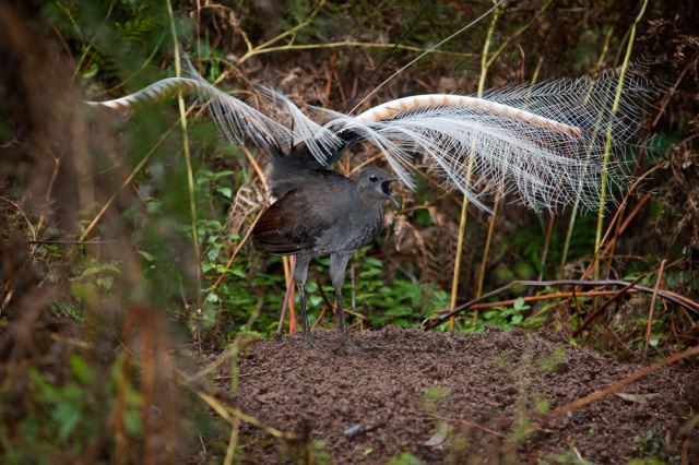 Chim Cầm điểu (Lyrebird) – Giả giọng siêu việt Chim Cầm điểu (Lyrebird) – Giả giọng siêu việt