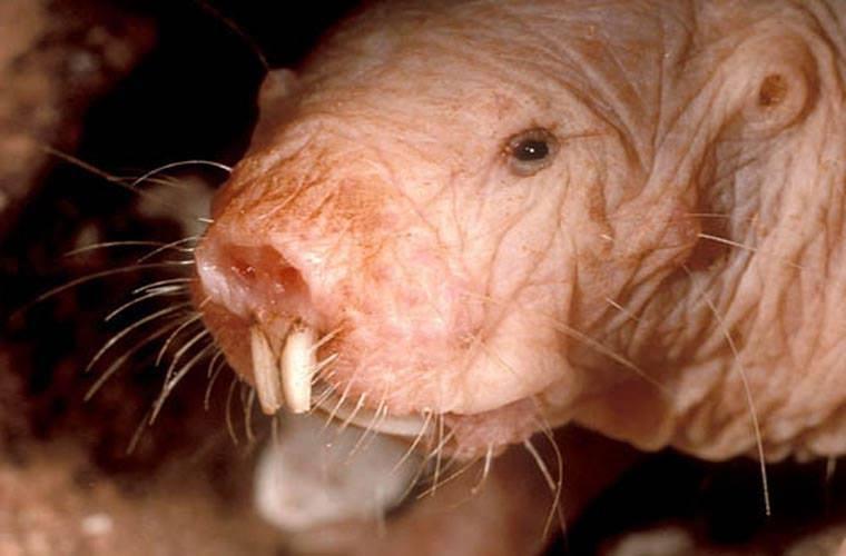 Chuột chũi Đông Phi (Naked Mole Rat) - Miễn dịch với ung thư Chuột chũi Đông Phi (Naked Mole Rat) - Miễn dịch với ung thư