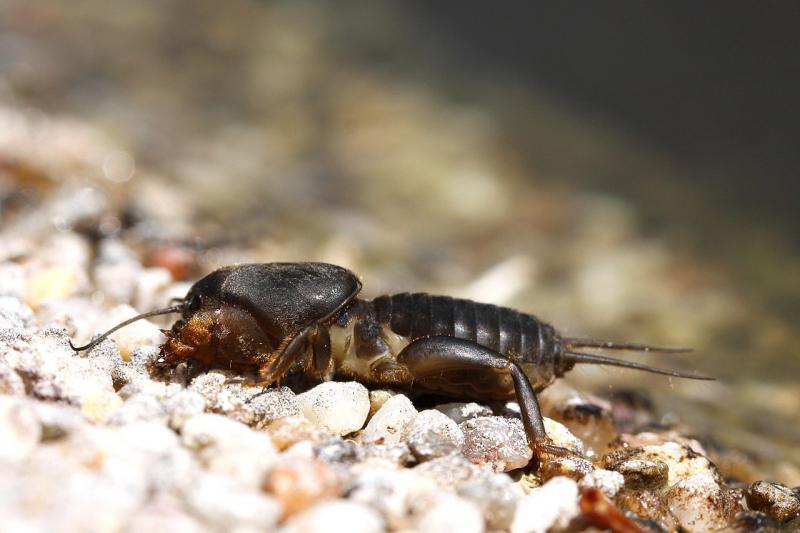 Dế chũi Gryllotalpa vinae - Khuyếch đại tiếng hát bằng loa tự tạo