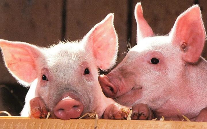 Giới thiệu về lợn Giới thiệu về lợn