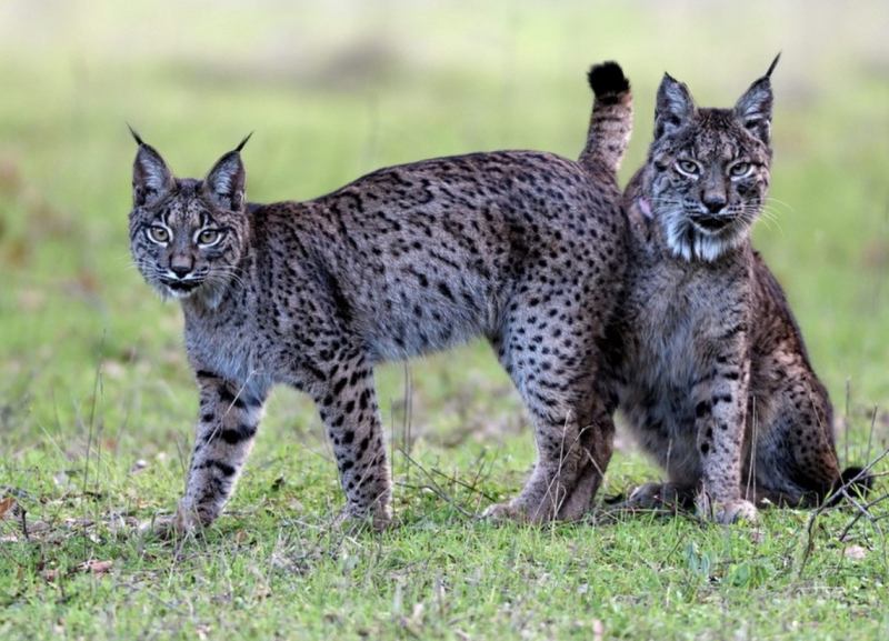 Linh miêu Iberia Linh miêu Iberia