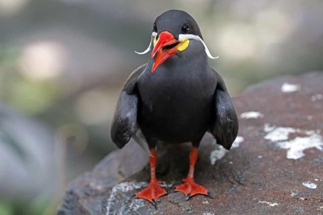 Mòng biển Inca Mòng biển Inca