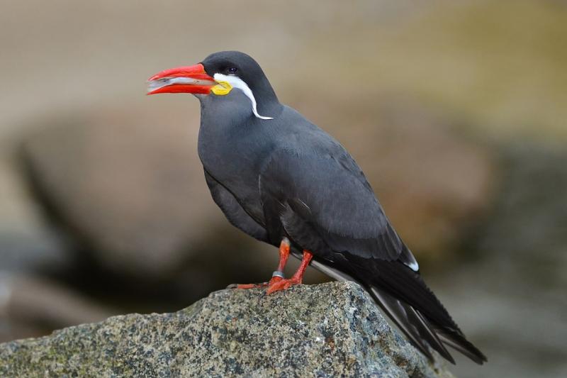 Mòng biển Inca Mòng biển Inca