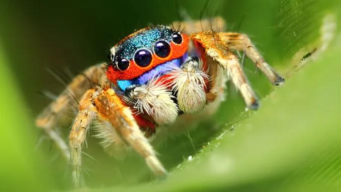 Nhện nhảy Nhện nhảy
