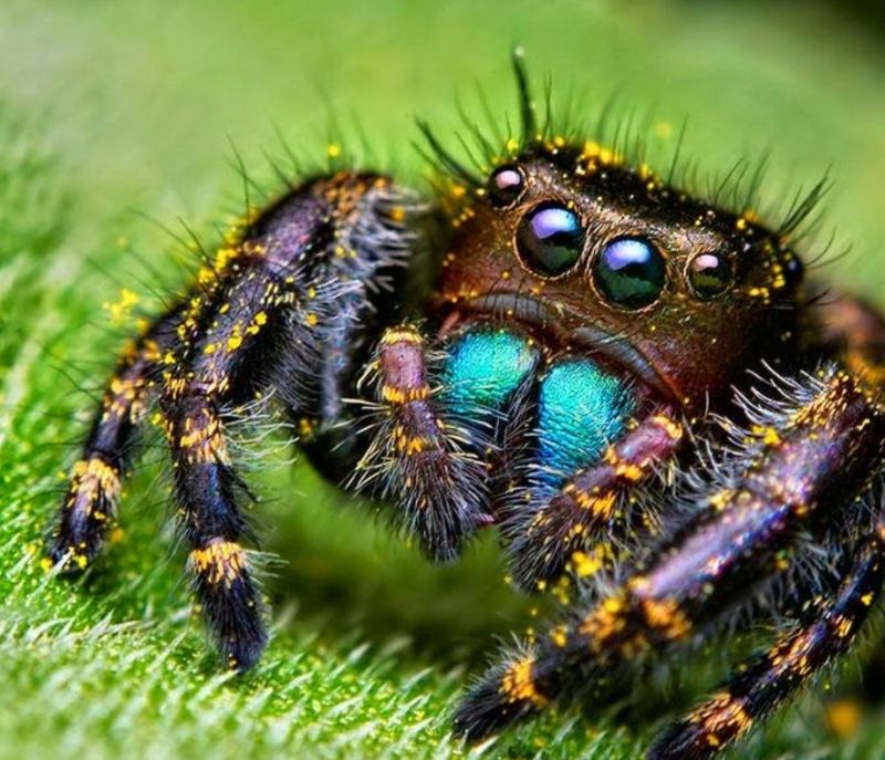 Nhện nhảy Nhện nhảy