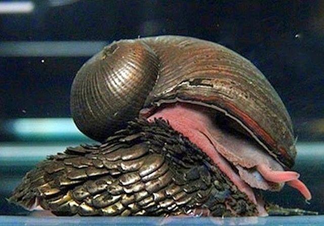 Ốc Chân Giáp - Sống sót sau những đợt nham thạch phun trào Ốc Chân Giáp - Sống sót sau những đợt nham thạch phun trào
