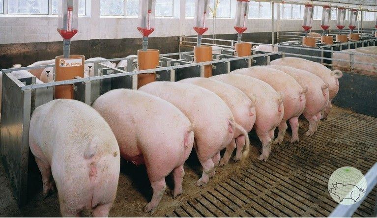 Phân bố của lợn Phân bố của lợn