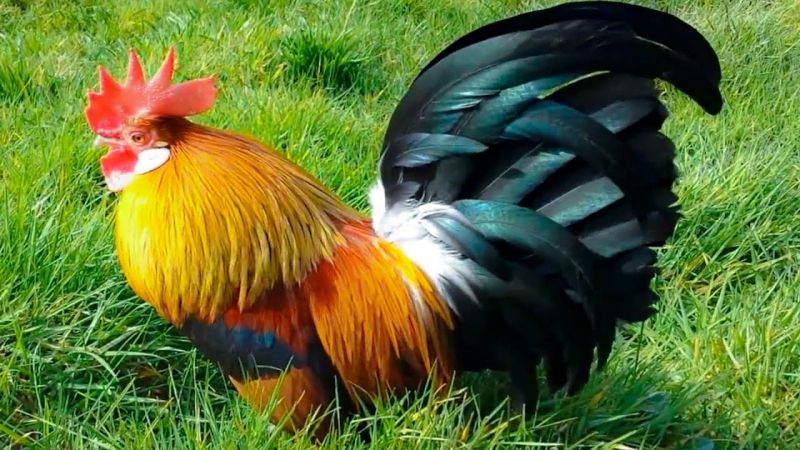 Chú gà trống nhỏ