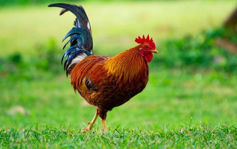 Chú gà trống nhỏ