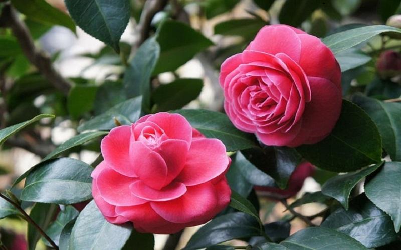 Đoạn văn viết về sự sẻ chia trong cuộc sống (Số 5) Đoạn văn viết về sự sẻ chia trong cuộc sống (Số 5)